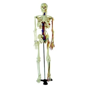 Model anatomic de schelet uman cu artere și nervi