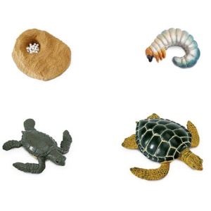 Ciclul de viață al broaștei țestoase de mare