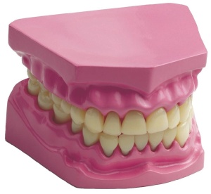 Model anatomic al dintilor umani