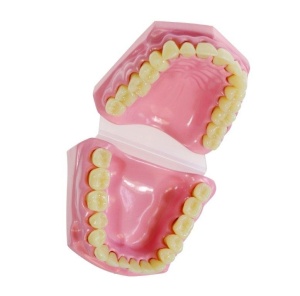Model anatomic al dintilor umani - Img 2