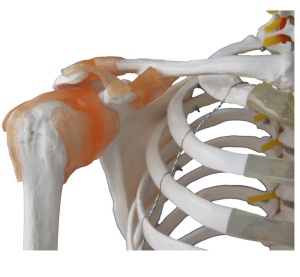 Schelet flexibil cu sistem muscular și ligamente 180 cm - Img 2