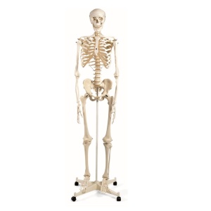 Schelet uman 180 cm - Img 2
