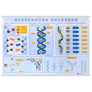 Образователно табло "Нуклеинови киселини"