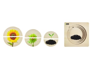 Ciclul de viață Floarea-soarelui - puzzle din lemn pe straturi - Img 2