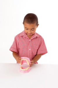 Model anatomic al dintilor umani - Img 3