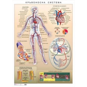 Planșă educațională Sistemul circulator uman, 100 x 140 cm