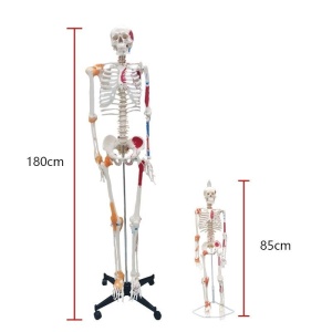 Schelet 85cm cu ligamente colorate și flexibile - Img 4
