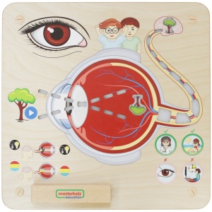 STEM tabla interactiva din lemn Senses - Sight - Img 2