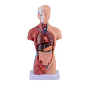 Trunchi - model anatomic uman 27 cm, 15 piese