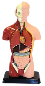 Anatomia omului, trunchi - model 27 cm