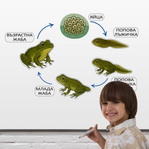 Ciclul de viață al Broaștei, magnetic