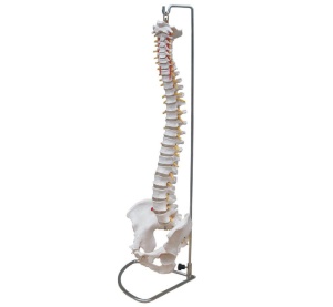 Coloană vertebrală cu pelvis - mărime naturală