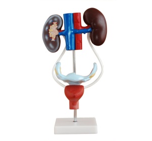Model al tractului urogenital – femeie