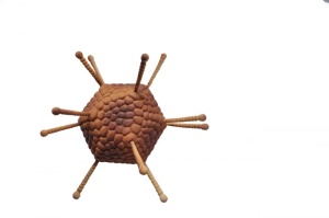 Adenovirus - model viral