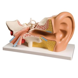 Ureche - model anatomic