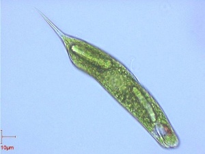 Euglena - probă microscopică