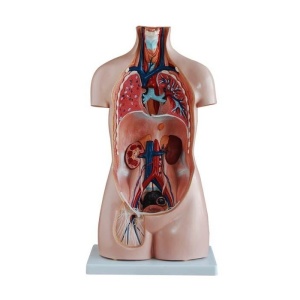 Trunchi uman 21 părți 85 cm - Img 3