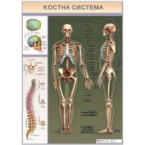 Образователно табло"Костна система"