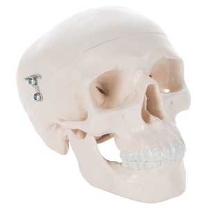 Model anatomic al craniului uman