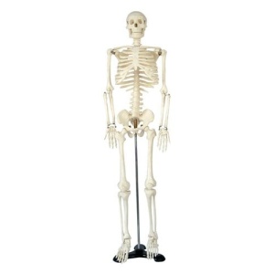 Model anatomic de schelet uman - 85 cm.