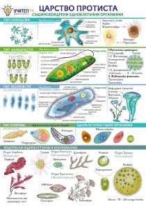 Panou Regatul Protista
