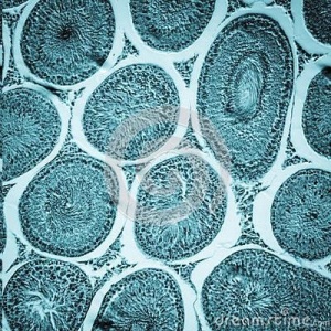 Testicul - probă microscopică