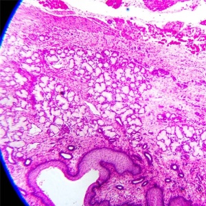 Microscop școlar 600x cu iluminare prin oglindă - Img 4