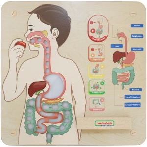 Panou educațional interactiv din lemn – Sistemul digestiv - Img 2