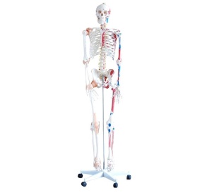 Schelet flexibil cu sistem muscular și ligamente 180 cm