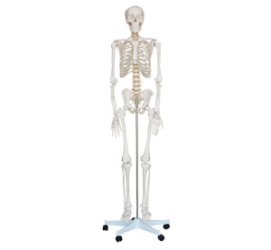 Schelet uman 180 cm