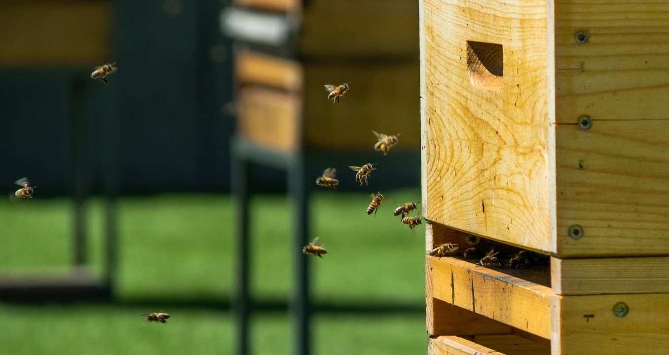 Cum să construiești stupi de albine ca un profesionist