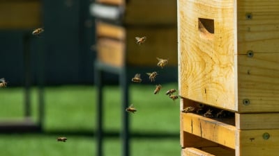 Cum să construiești stupi de albine ca un profesionist