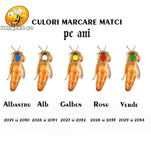 Marcarea Mătcilor în Apicultură: Culoare pe Ani, Metode și Instrumente - Ghid complet pentru apicultori
