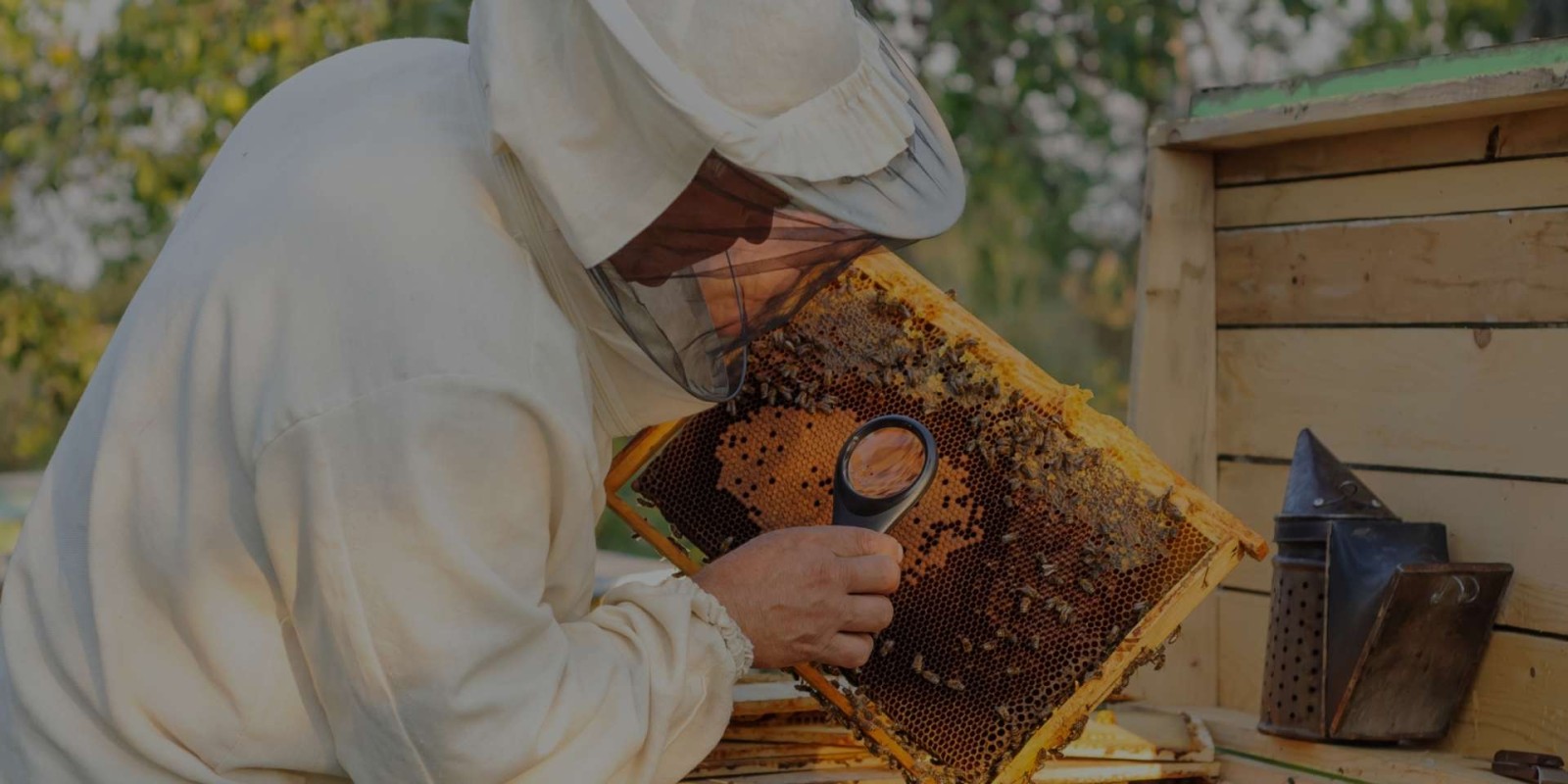 Batik Tratament Albine Prospect: Dozaj și Aplicare Corectă