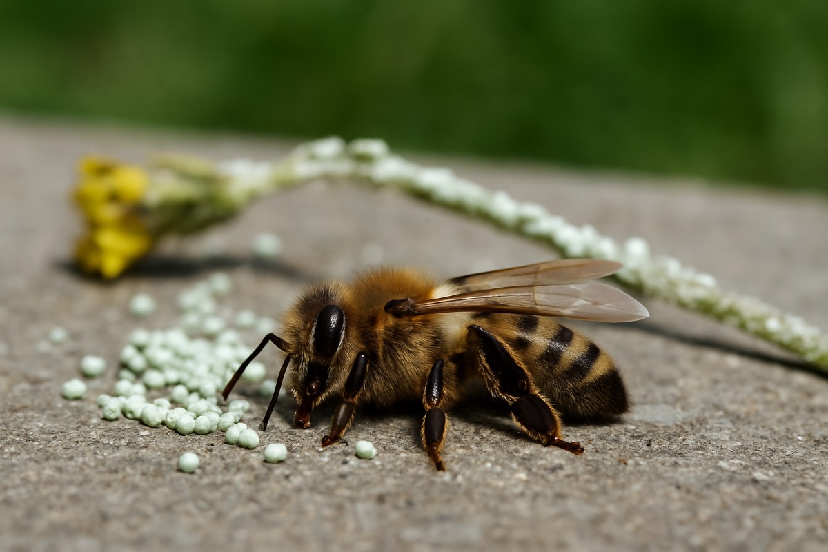 Disparitia albinelor: Cum poluarea si pesticidele ameninta viitorul apiculturii romanesti