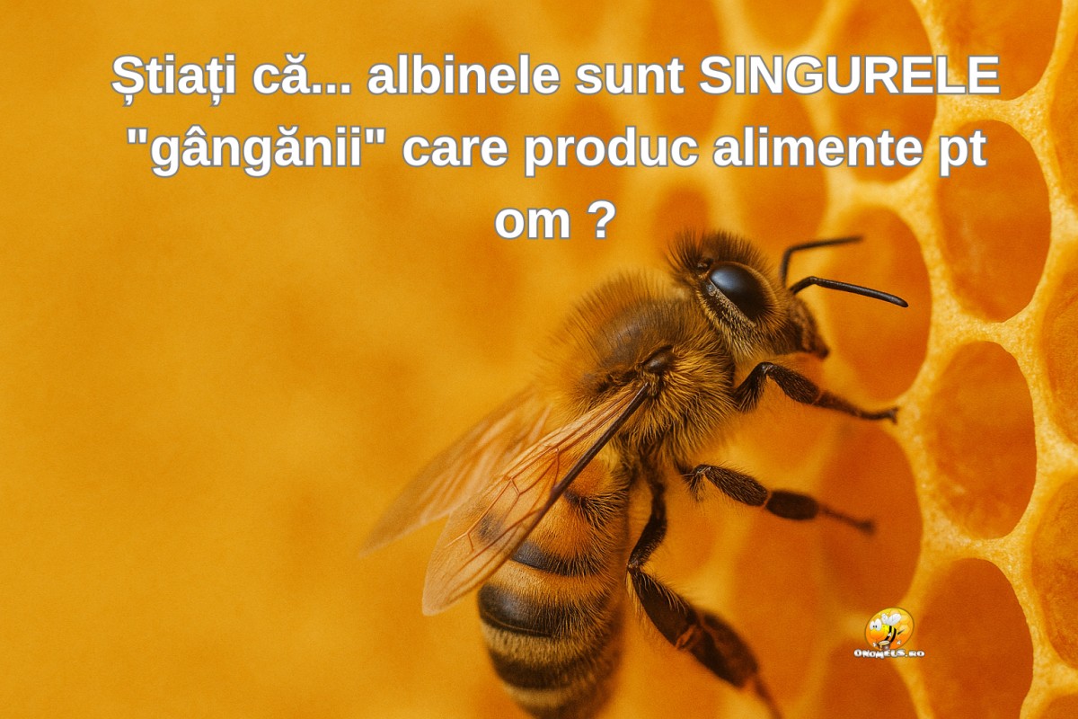 Știați că... albinele sunt SINGURELE "gângănii" care produc alimente pt om ?