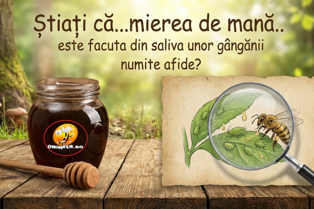Știați că...mierea de mană.. este facuta din saliva unor gângănii numite afide?