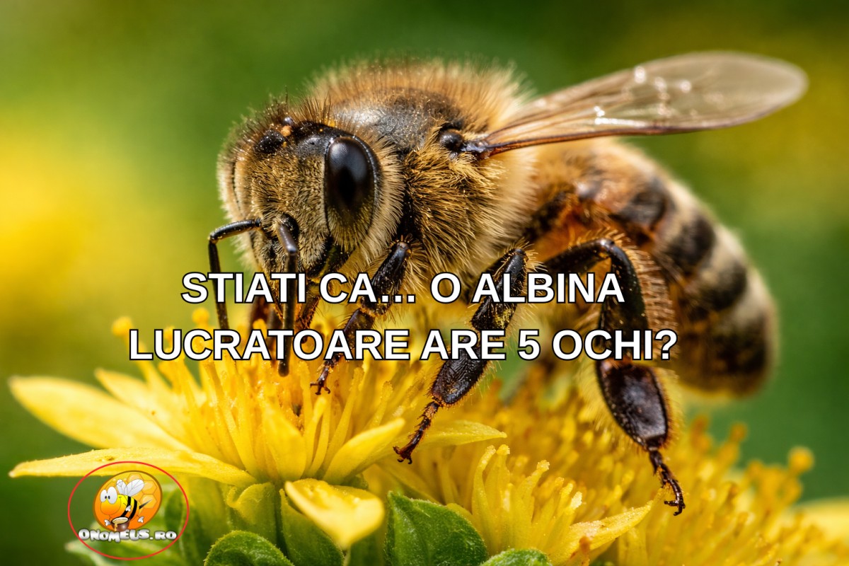 STIATI CA… O ALBINA LUCRATOARE ARE 5 OCHI?