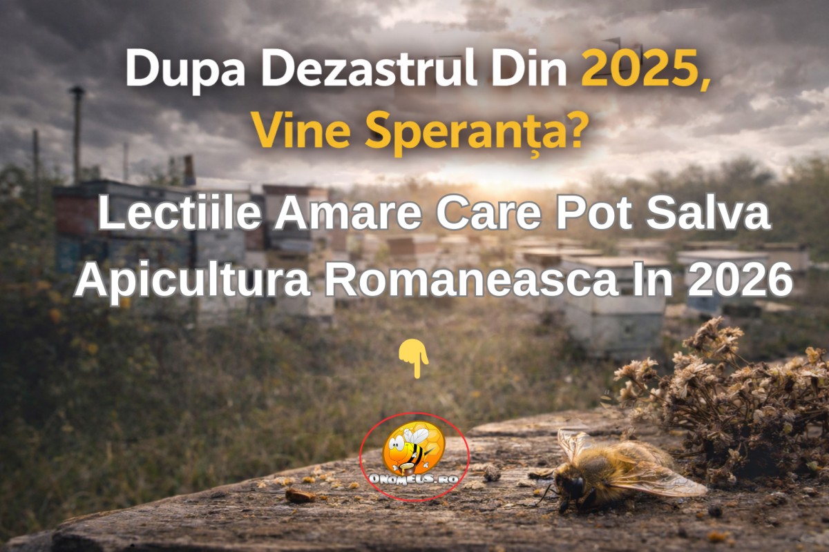 Dupa Dezastrul Din 2025, Vine Speranta? Lectiile Amare Care Pot Salva Apicultura Romaneasca In 2026