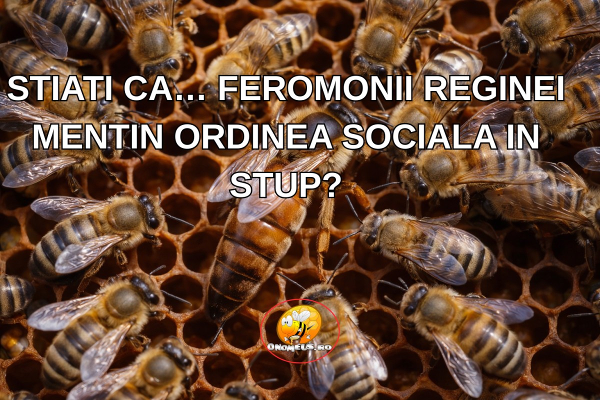 STIATI CA… FEROMONII REGINEI MENTIN ORDINEA SOCIALA IN STUP?