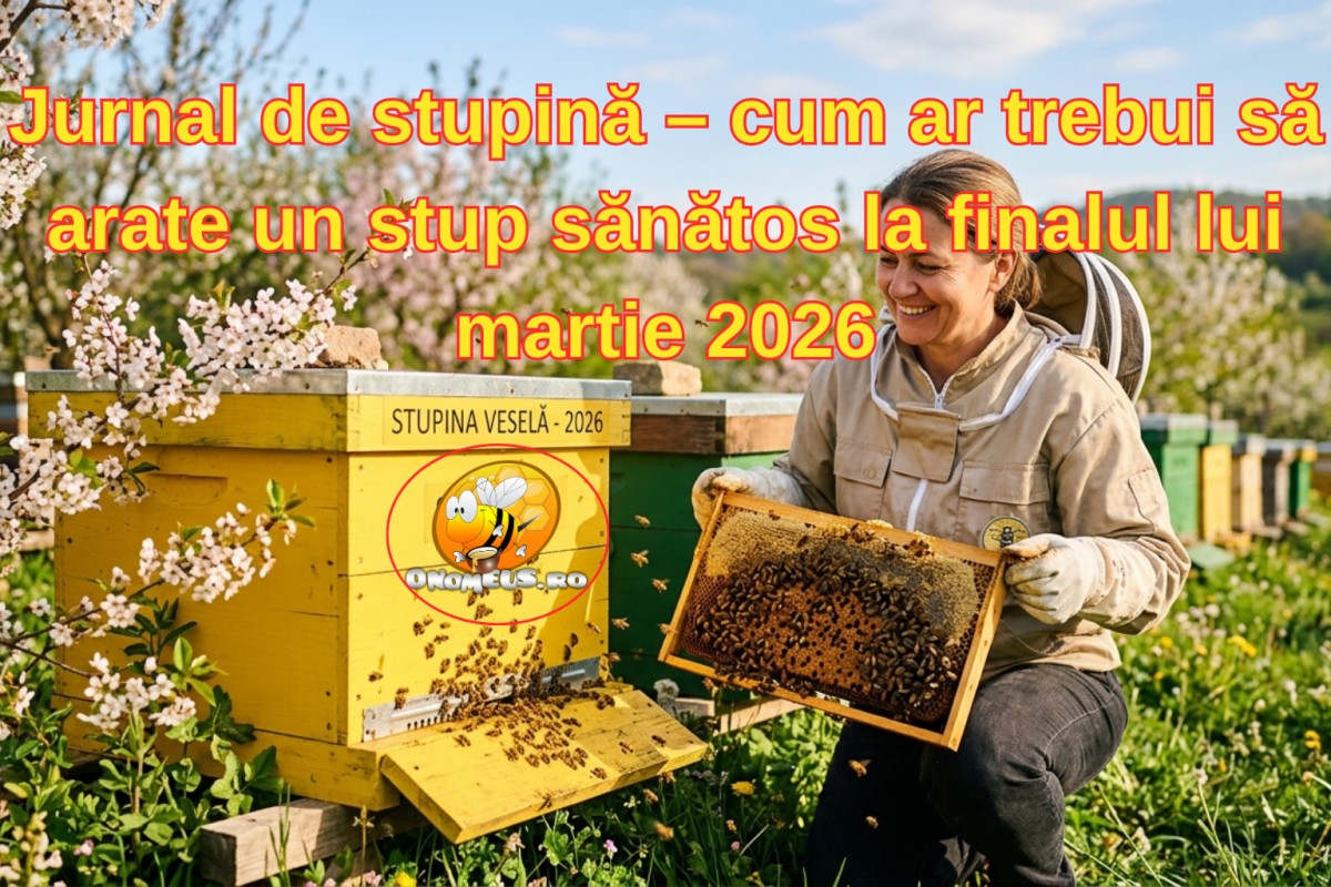 Jurnal de stupină – cum ar trebui să arate un stup sănătos la finalul lui martie 2026-onomeus.ro