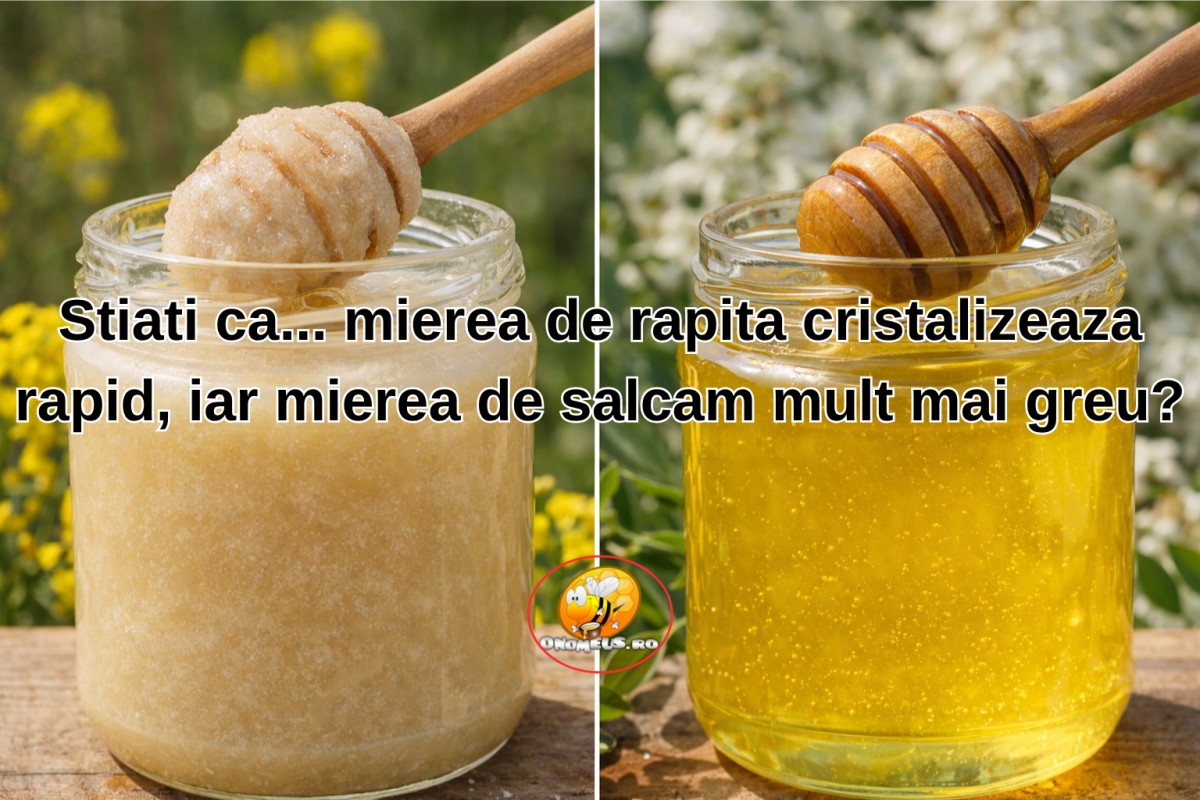Stiati ca... mierea de rapita cristalizeaza rapid, iar mierea de salcam mult mai greu?