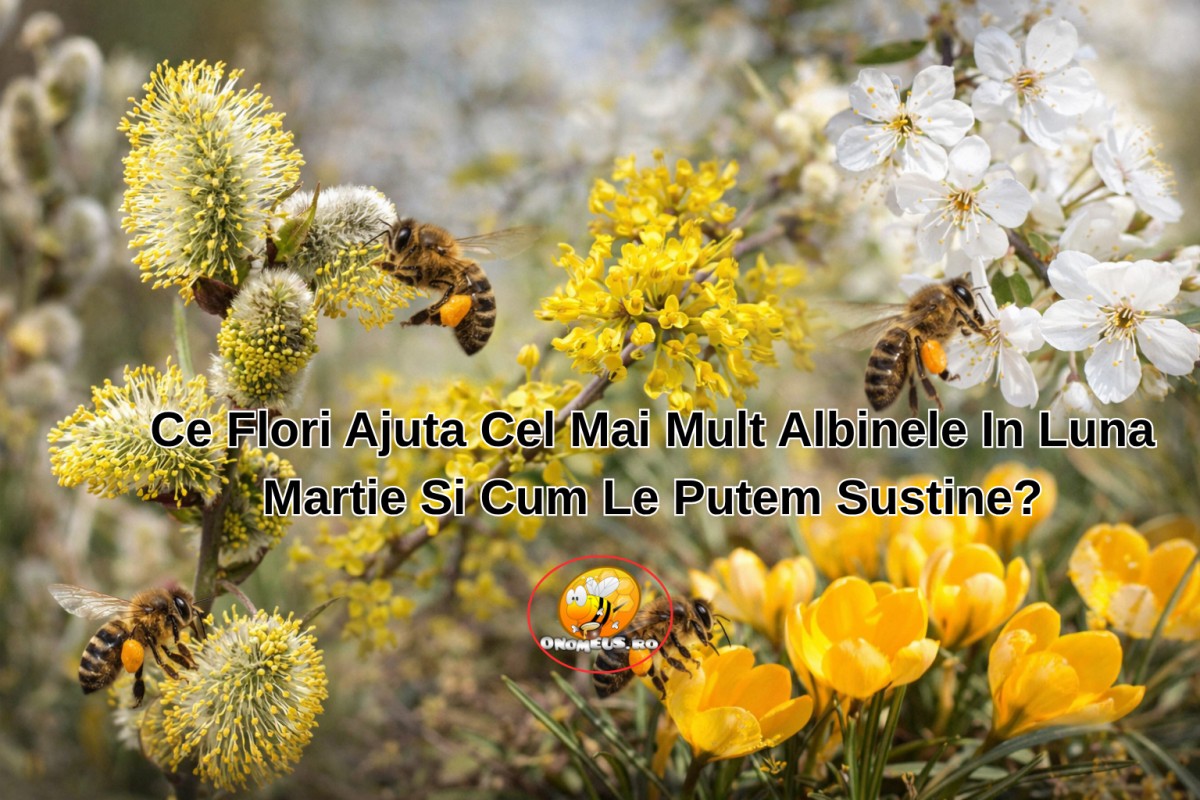 Ce Flori Ajuta Cel Mai Mult Albinele In Luna Martie Si Cum Le Putem Sustine?-onomeus.ro