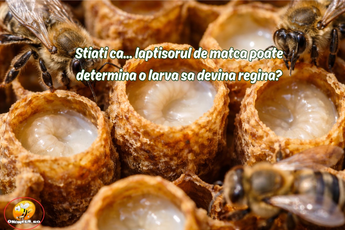 Stiati ca... laptisorul de matca poate determina o larva sa devina regina?