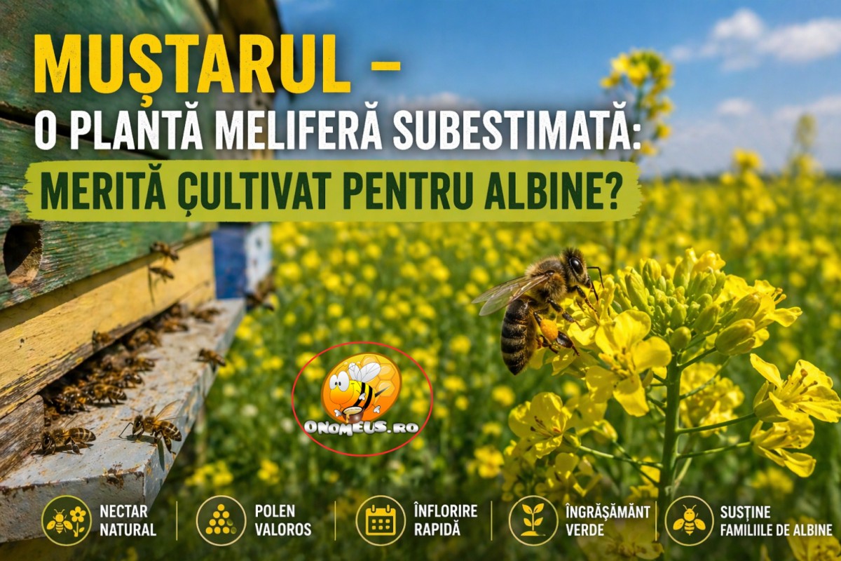 Muștarul – o plantă meliferă subestimată: merită cultivat pentru albine?