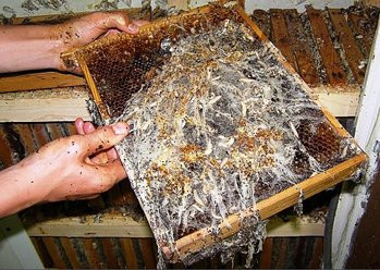 Cum scapam de molia de ceara (gaselnita) la abine?