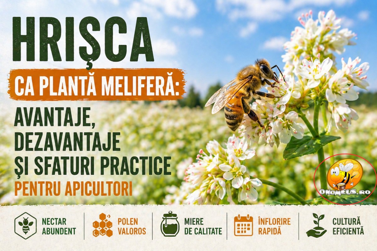 Hrisca Ca Planta Melifera: Avantaje, Dezavantaje Si Sfaturi Practice Pentru Apicultori
