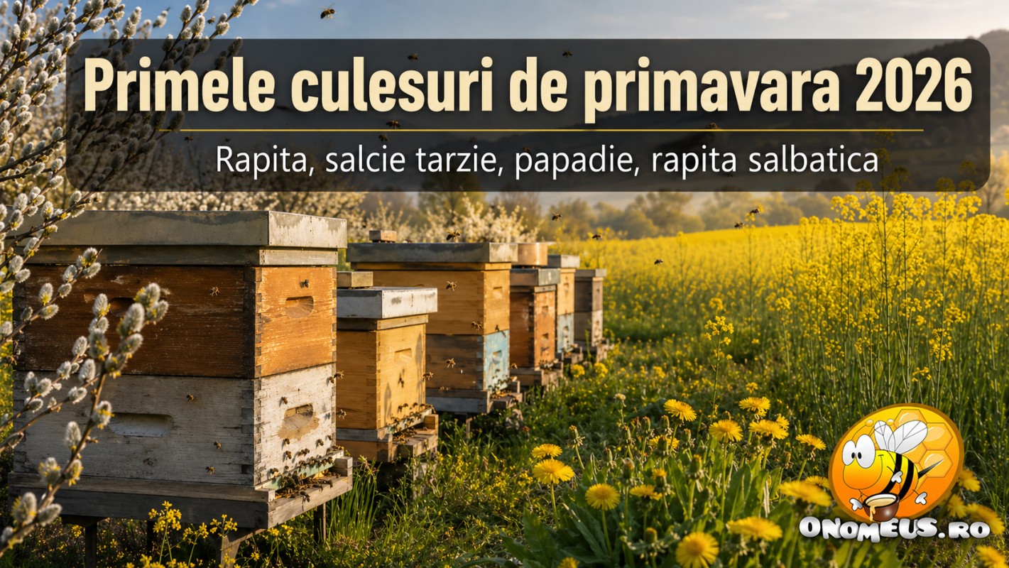 Primele Culesuri De Primavara 2026 – Rapita, Salcie Tarzie, Papadie, Rapita Salbatica