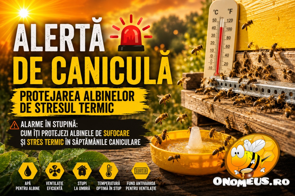 Alerta De Canicula: Protejarea Albinelor De Stresul Termic