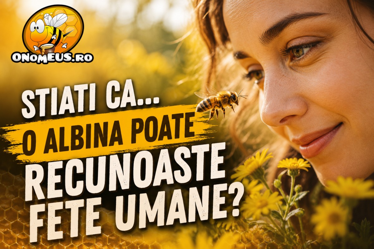 Stiati ca... o albina poate recunoaste fete umane?
